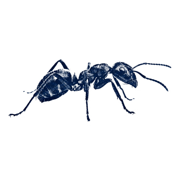 An ant crawling the information sphere.