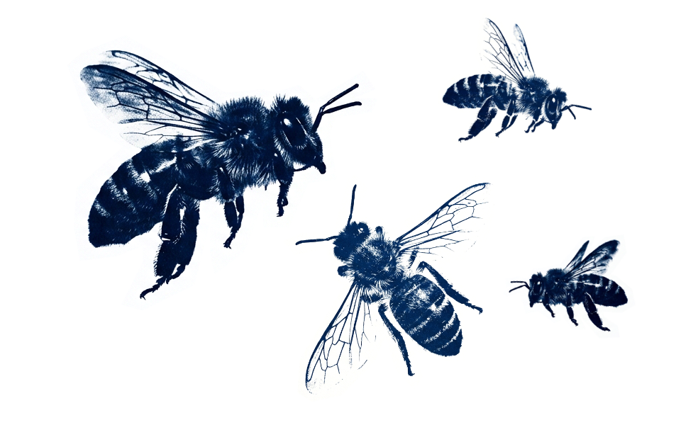 A bunch of bees creating a buzz.